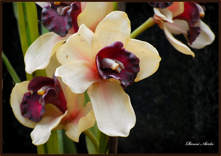 photo "For You" tags: nature, macro and close-up, flowers