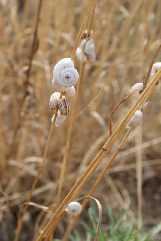 photo "***" tags: , 