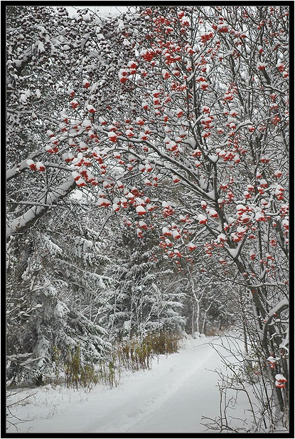 photo "path" tags: landscape, winter