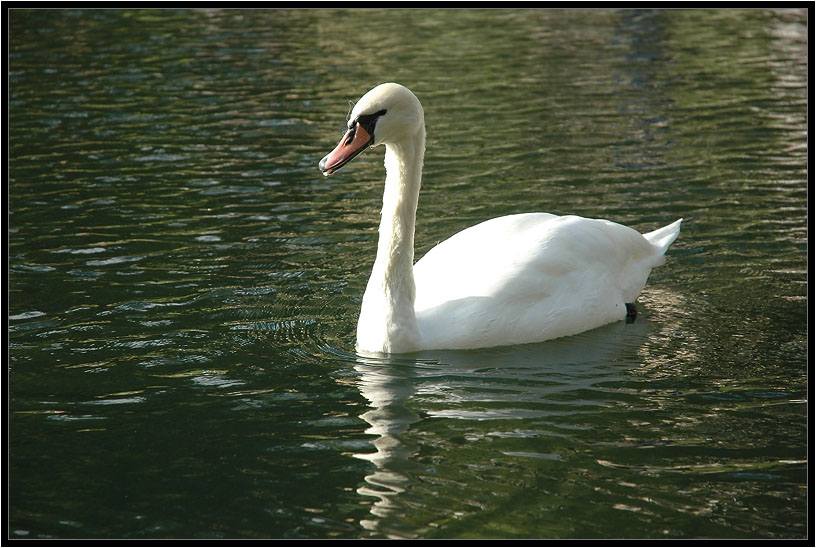 photo "Swan at Patriarch's Ponds" tags: nature, wild animals