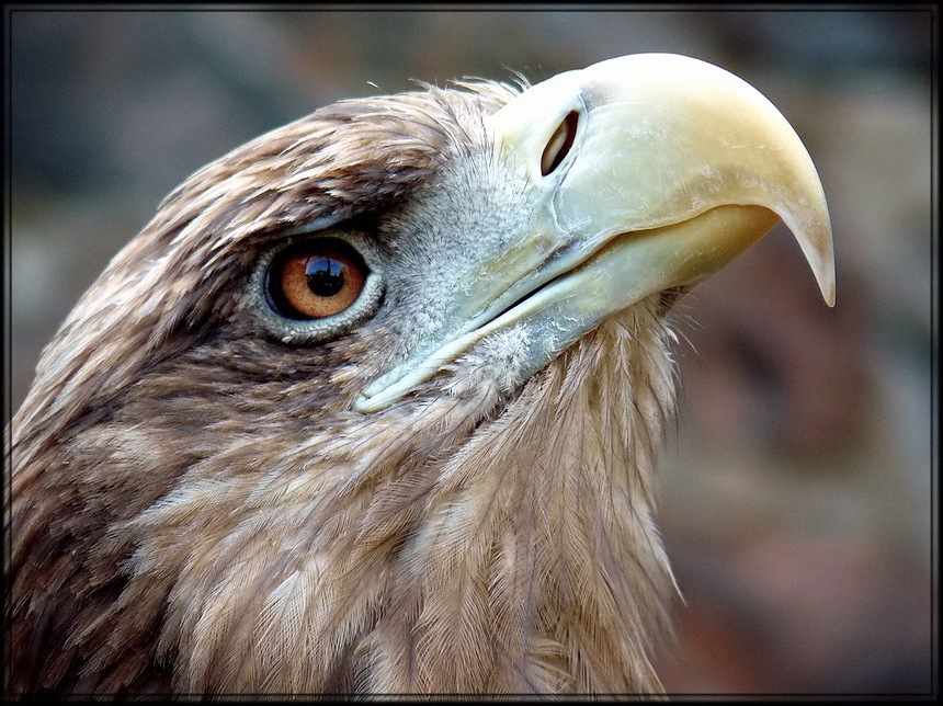 photo "an Eagle" tags: nature, wild animals