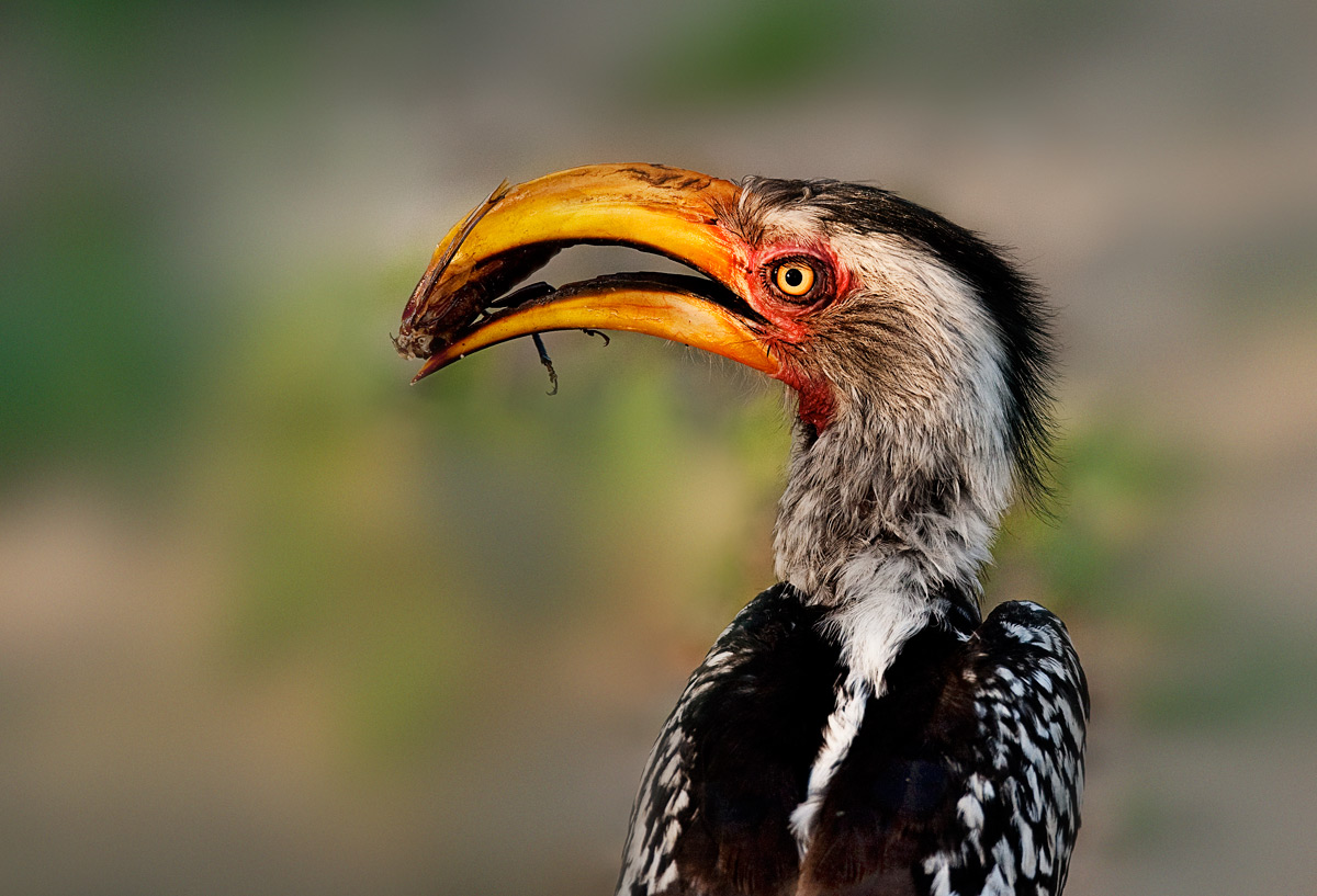 photo "Southern yellow-billed hornbill" tags: nature, travel, Africa, wild animals