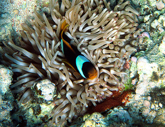 photo "красное море,подводный мир, рыбы,рыба-клоун" tags: underwater, travel, Africa