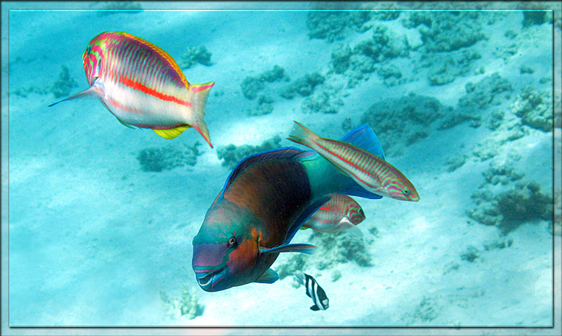 photo "подводный мир,красное море,рыбы" tags: underwater, travel, Africa