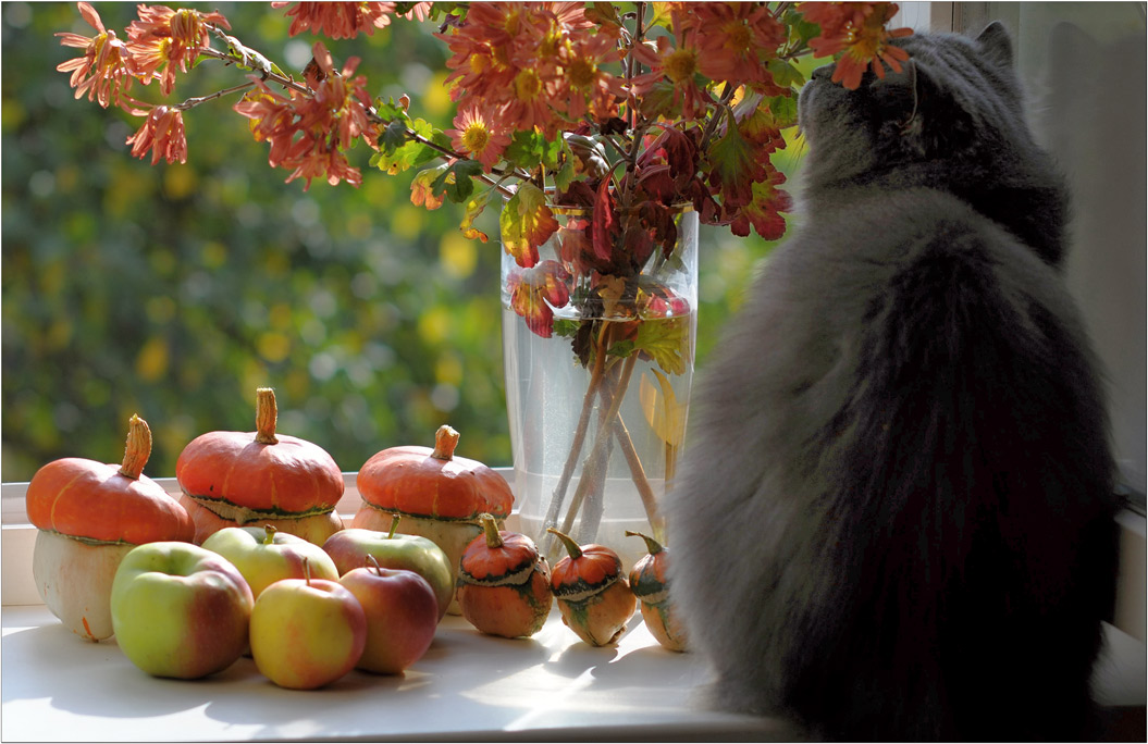 photo "Autumn still life with cat" tags: , 