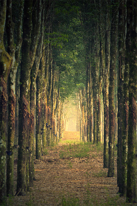 photo "corridor" tags: landscape, forest