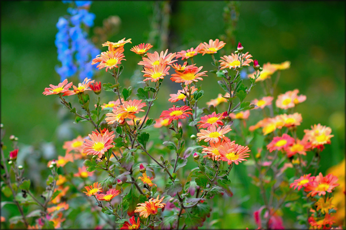 photo "***" tags: nature, flowers