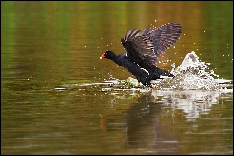 photo "run" tags: nature, wild animals