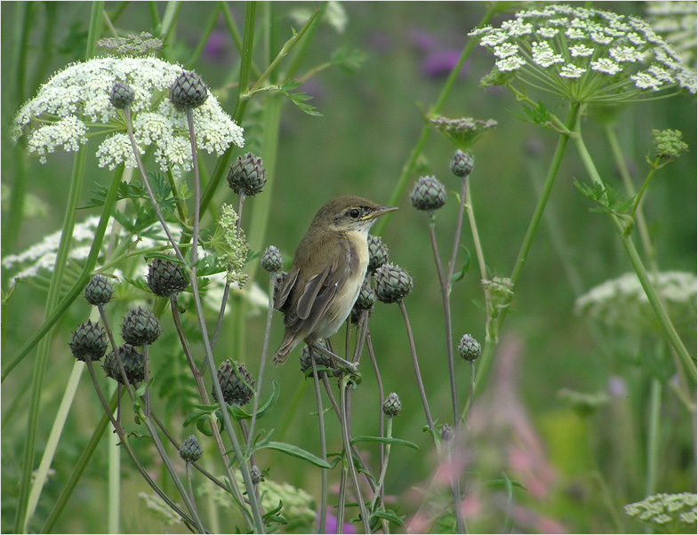 photo "Meadow" tags: nature, wild animals