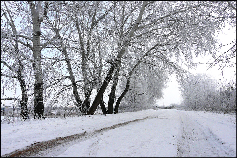 photo "Winter perspective" tags: landscape, black&white, parks, trees, winter