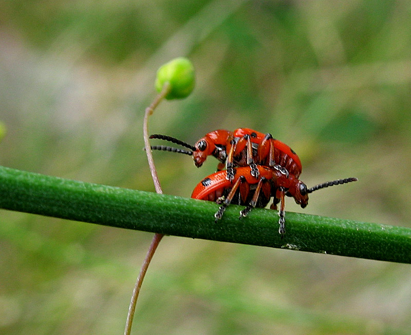 photo "***" tags: nature, macro and close-up, insect