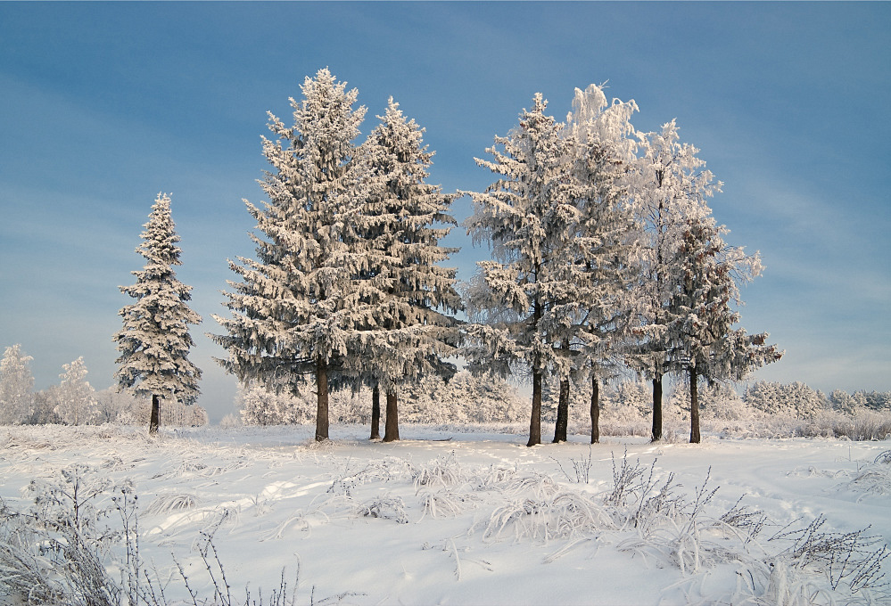 фото "Морозные красавицы" метки: пейзаж, зима