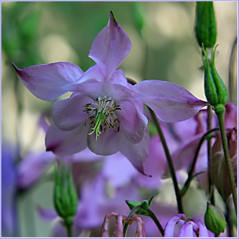 photo "Flowers from my garden" tags: nature, flowers