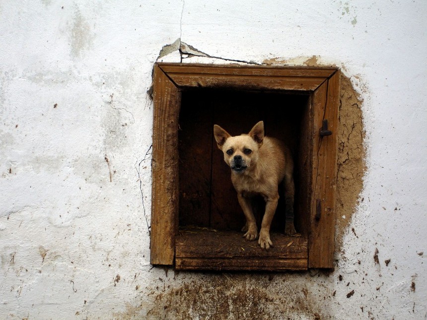 фото "the guardian" метки: природа, домашние животные