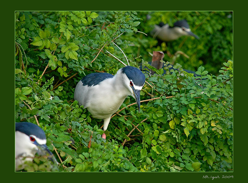 фото "Засада" метки: природа, жанр, дикие животные