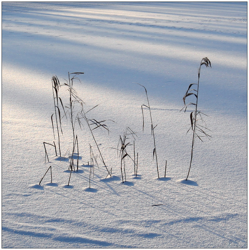 photo "Winter walk" tags: landscape, misc., winter