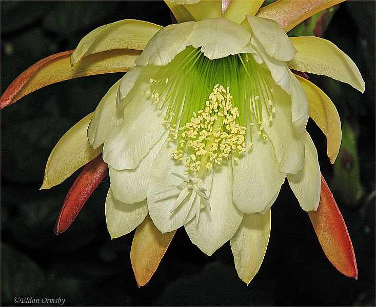 photo "Night Flowering Cactus." tags: nature, flowers