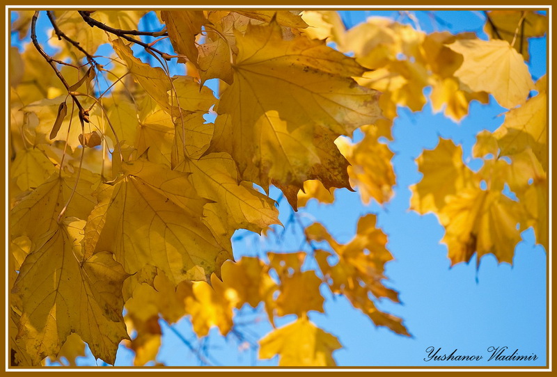 фото "Осень" метки: природа, цветы