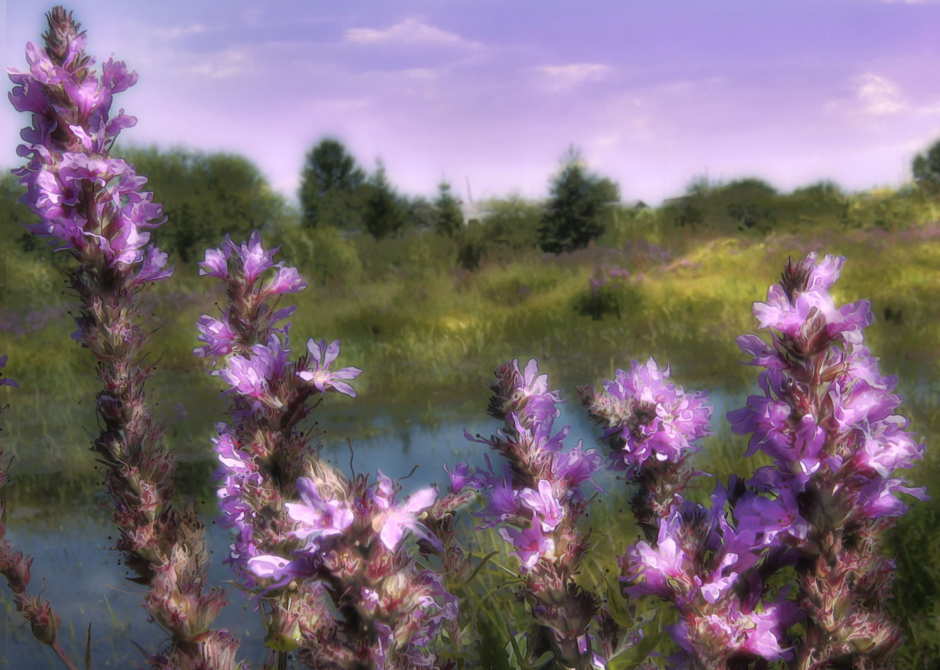 фото "Полевая сирень" метки: пейзаж, природа, лето, цветы