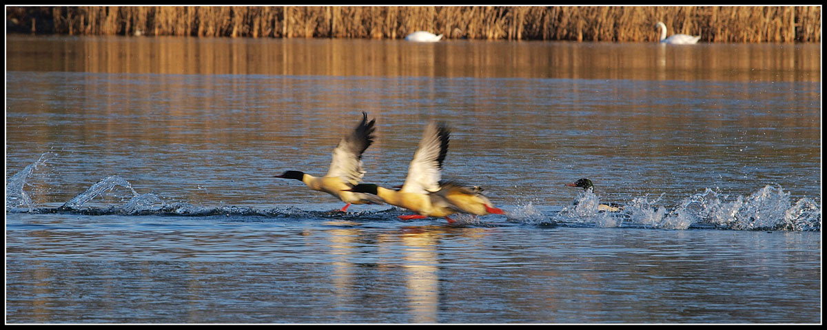 фото ""Mergus merganser"   Take Off.." метки: природа, дикие животные