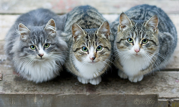 photo "***" tags: nature, pets/farm animals, wild animals
