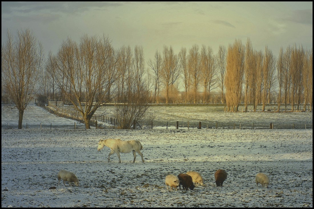 photo "Hungry animals." tags: landscape, winter