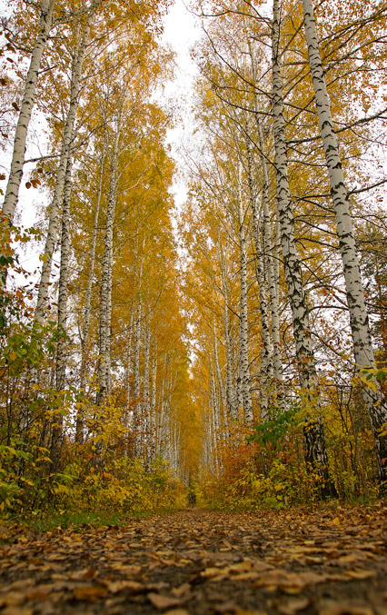 photo "***" tags: landscape, forest