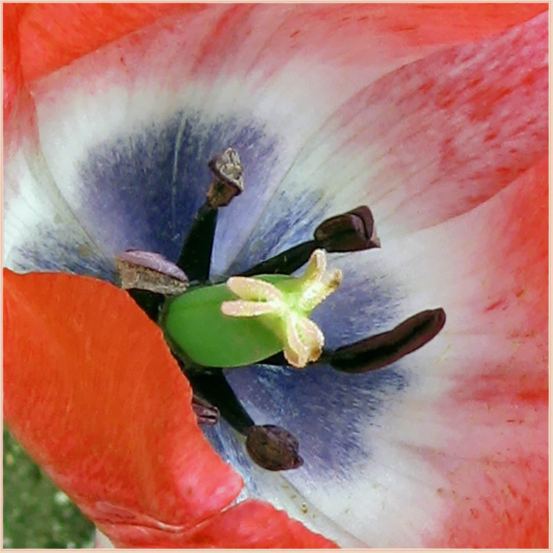 photo "Tulip" tags: nature, macro and close-up, 