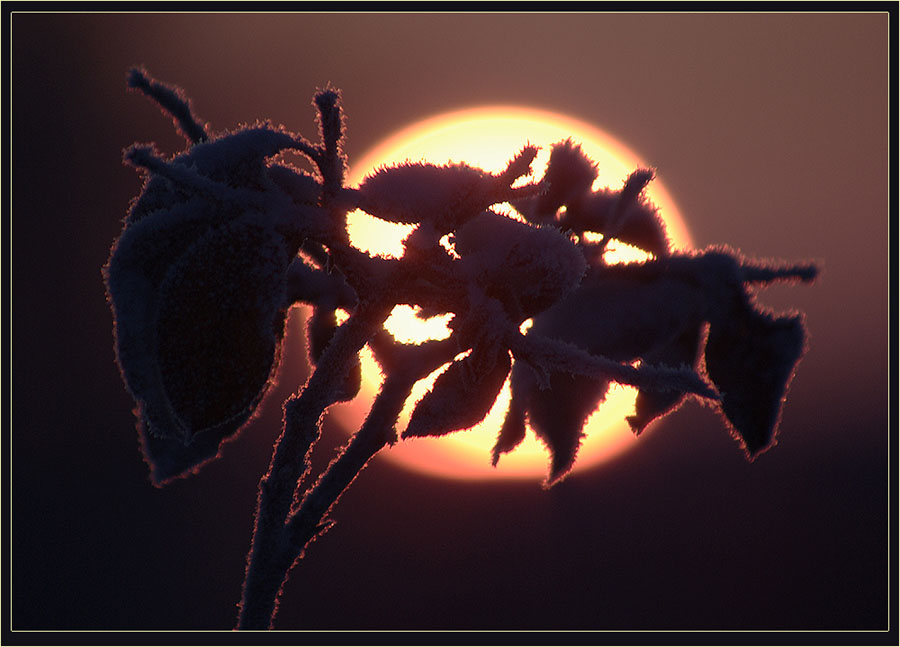 photo "***" tags: landscape, nature, flowers, sunset