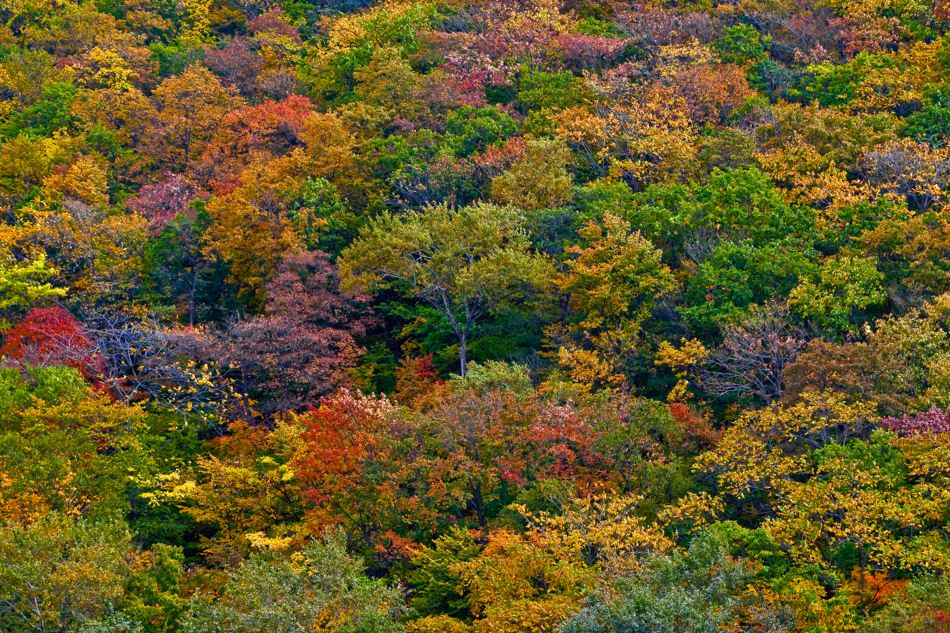 photo "***" tags: misc., landscape, autumn