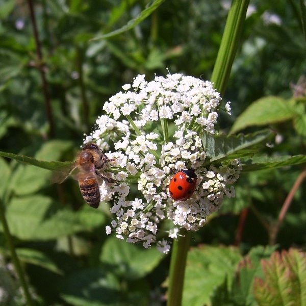 photo "***" tags: nature, insect