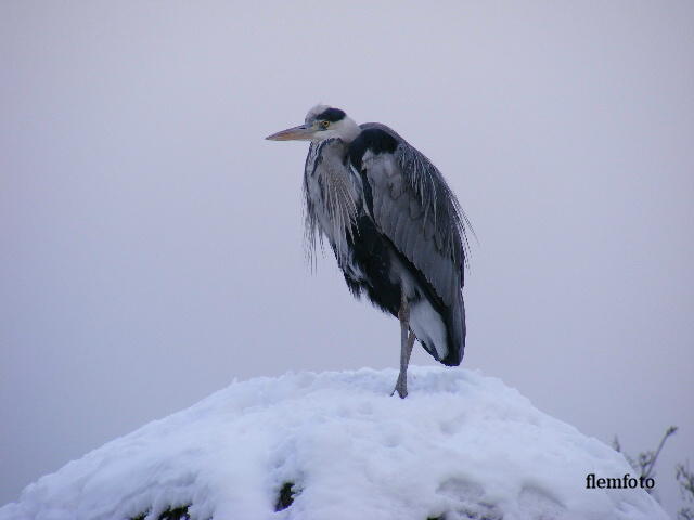 photo "Big bird." tags: nature, insect