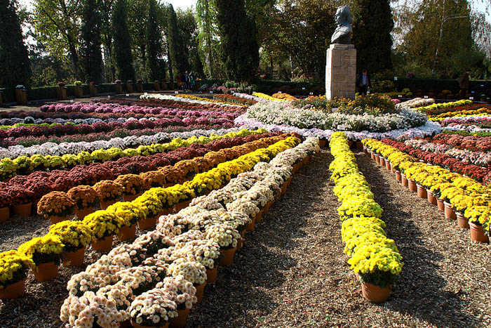 фото "Round Flower / Круглые Цветочные" метки: пейзаж, город, осень