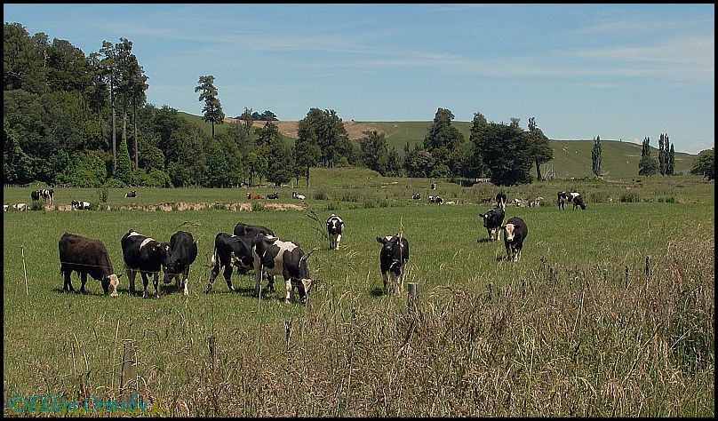 photo "Contented Cattle." tags: landscape, nature, pets/farm animals