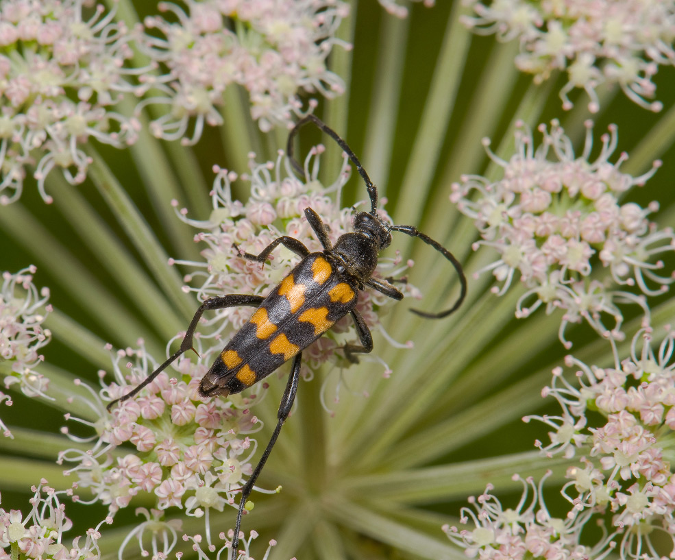 фото "Leptura quadrifasciata" метки: макро и крупный план, 