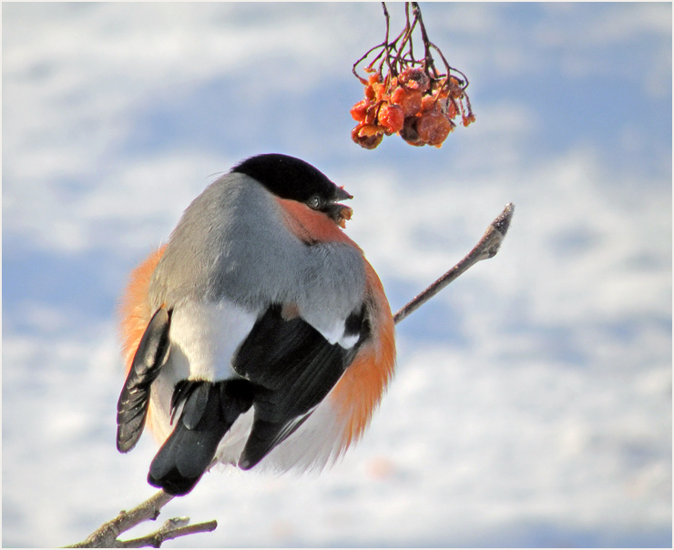 photo "Bird-ball" tags: nature, wild animals