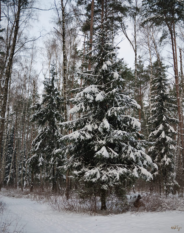 photo "Oh, in addition to who!" tags: landscape, forest, winter