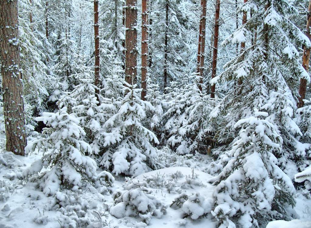 photo "***" tags: landscape, forest, winter