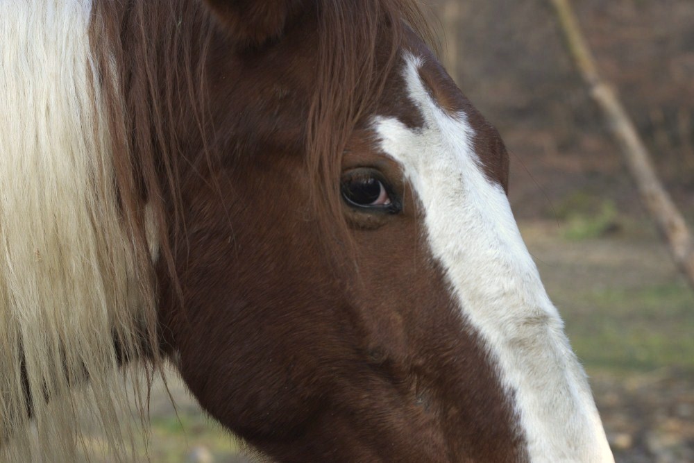 photo "His world" tags: nature, pets/farm animals