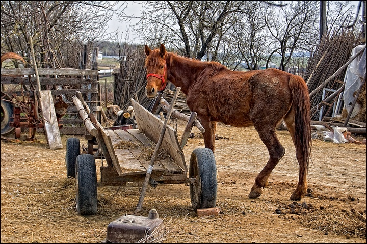 фото "Sad horse" метки: природа, домашние животные