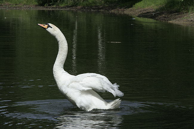 photo "***" tags: nature, wild animals