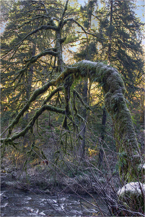 photo "Rainforest under dew" tags: landscape, forest, water