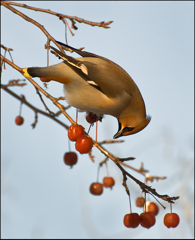 photo "***" tags: nature, wild animals
