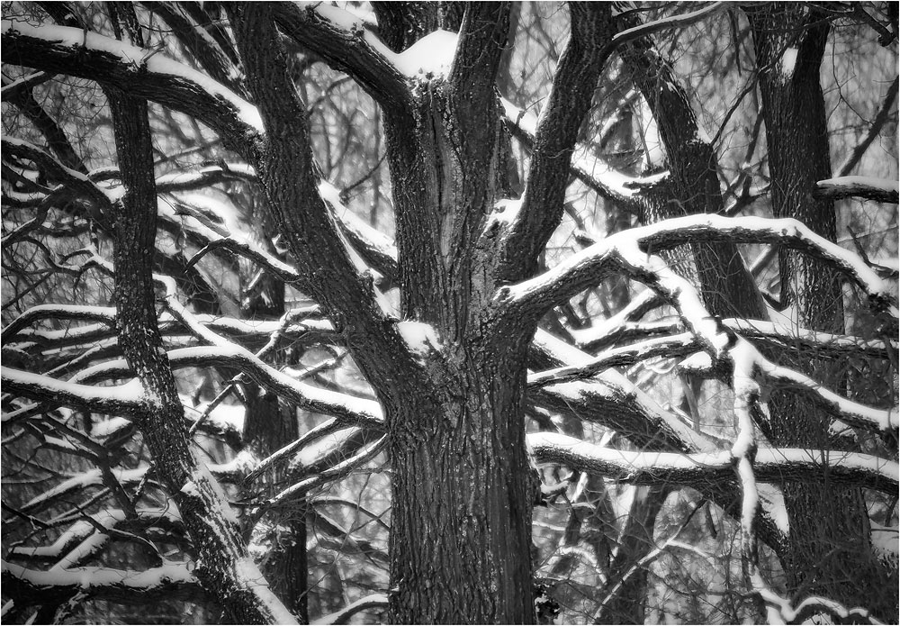 photo "***" tags: landscape, black&white, winter