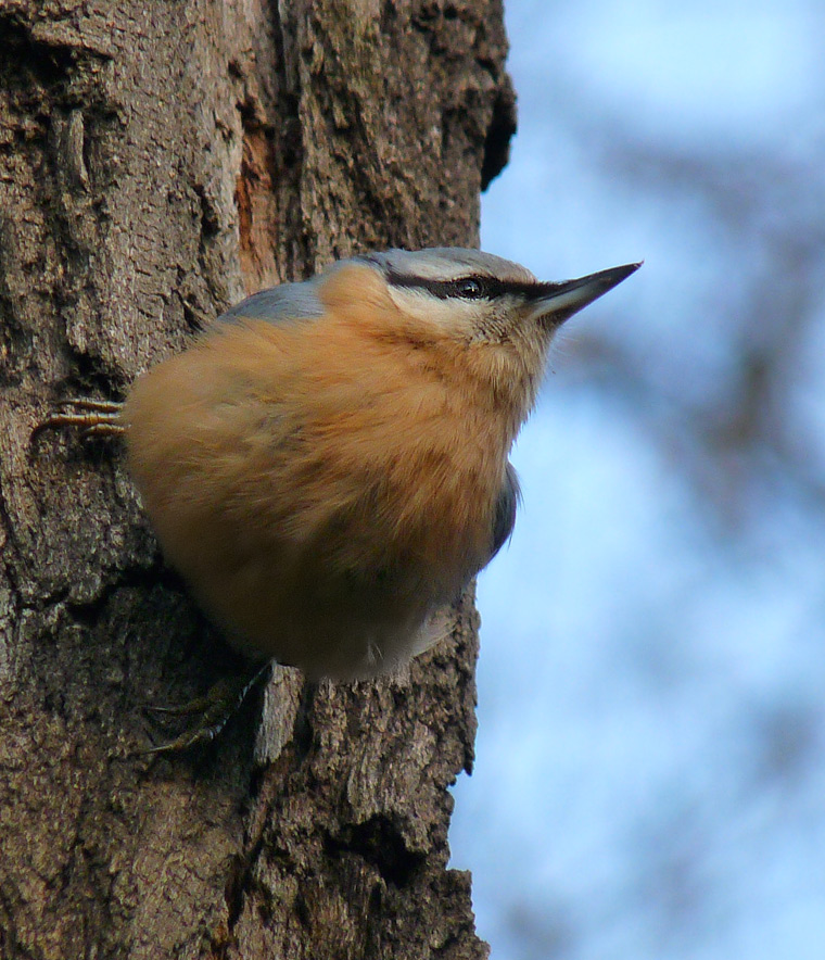 photo "***" tags: nature, wild animals