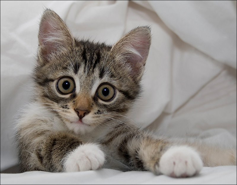 фото "Кто? Я???" метки: природа, домашние животные
