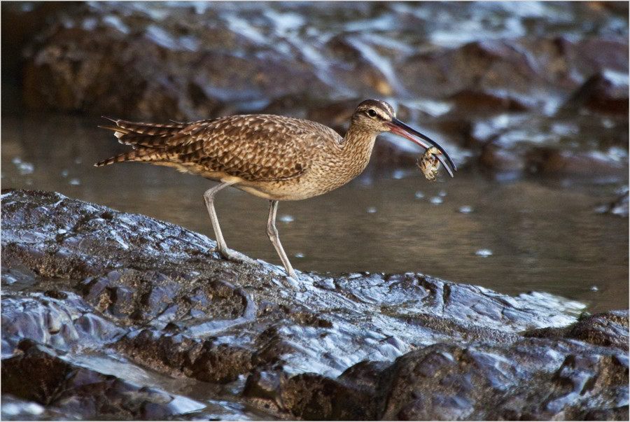 photo "Catch" tags: nature, travel, South America, wild animals