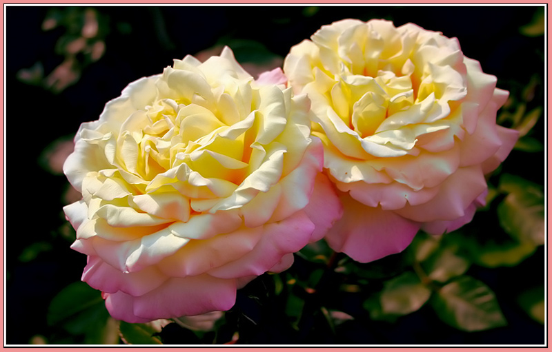 фото "Утренние розы" метки: природа, цветы