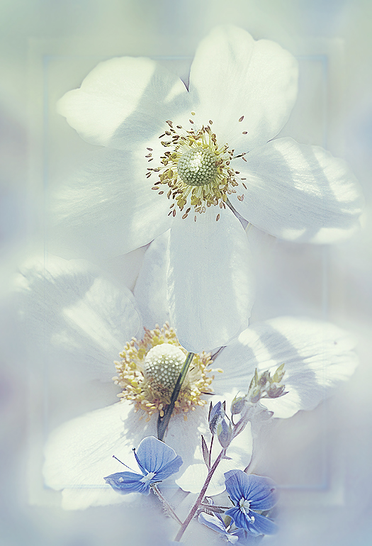 photo "***" tags: nature, macro and close-up, flowers