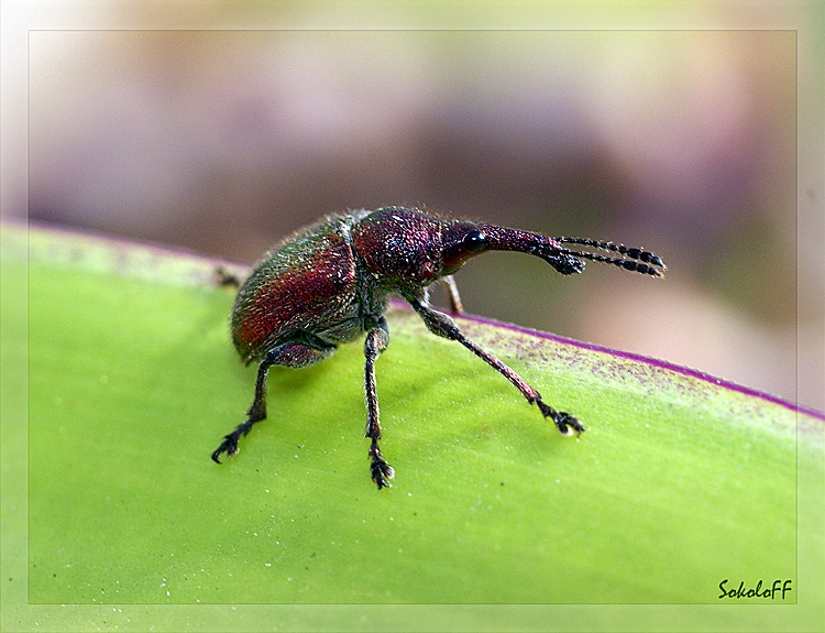 photo "макро,долгоносик,насекомые" tags: macro and close-up, nature, insect